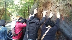 伊勢神宮の木のパワー