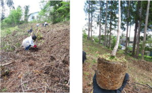 信濃町に桜の名所を