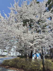 sakura