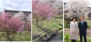 信濃町の桜