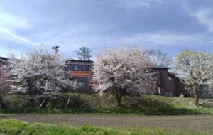パワフル健康食品の桜