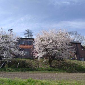 パワフル健康食品の桜